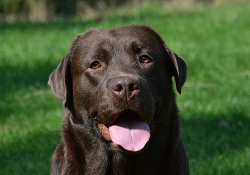 Ch.Labry Berry Name of Winner (Milo)