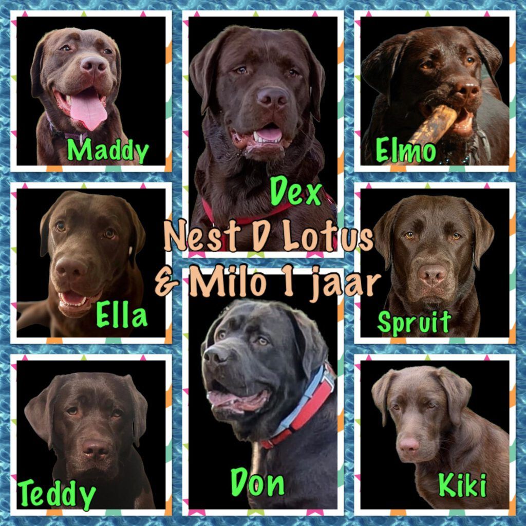 Nest D Lotus & Milo 1 jaar